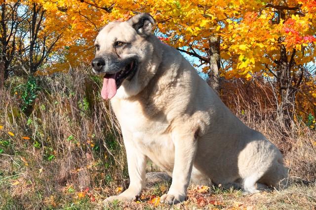 Chonkers, a Adoptable mixed breed in San Andreas, CA image 1/3
