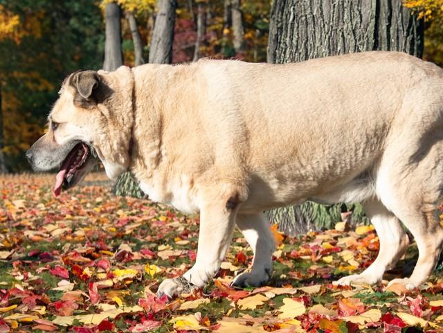Chonkers, a Adoptable mixed breed in San Andreas, CA image 2/3