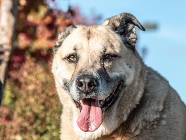 Chonkers, a Adoptable mixed breed in San Andreas, CA image 3/3