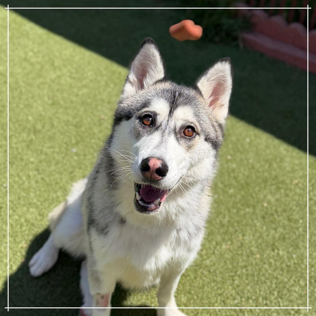 STACIE, a Adoptable Siberian Husky in Upland, CA image 1/6