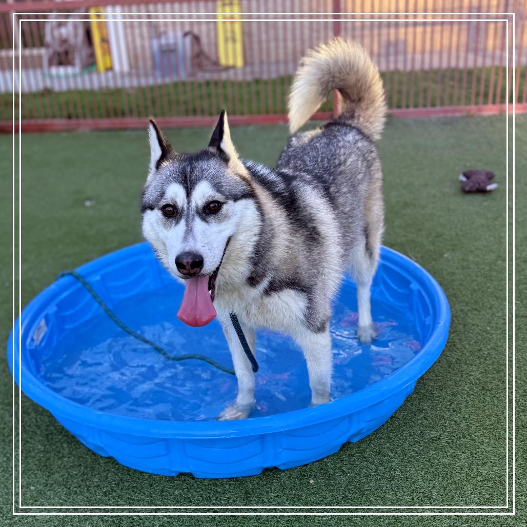 STACIE, a Adoptable Siberian Husky in Upland, CA image 2/6