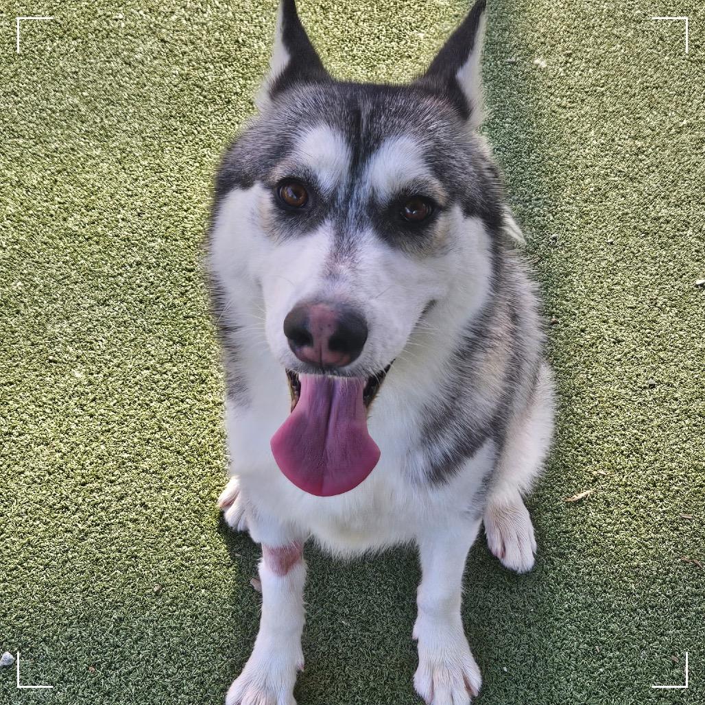 STACIE, a Adoptable Siberian Husky in Upland, CA image 3/6