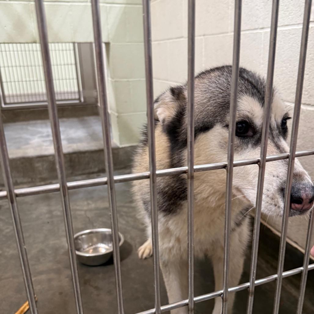 STACIE, a Adoptable Siberian Husky in Upland, CA image 4/6