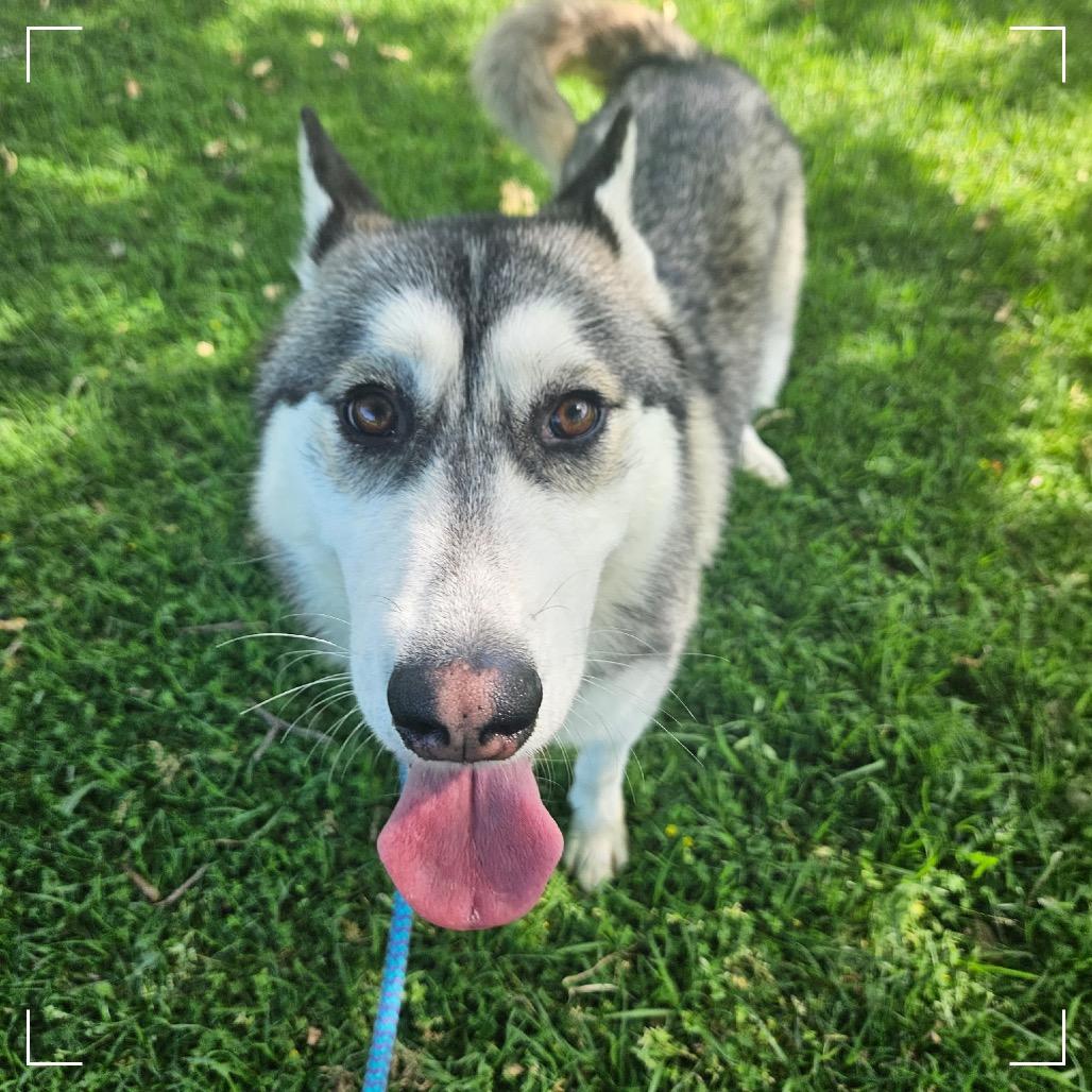 STACIE, a Adoptable Siberian Husky in Upland, CA image 5/6