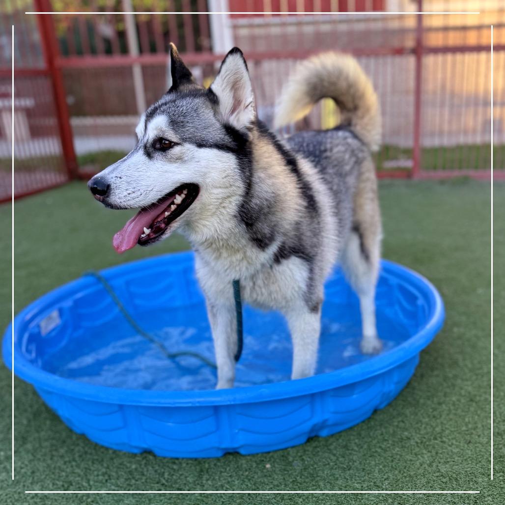 STACIE, a Adoptable Siberian Husky in Upland, CA image 6/6