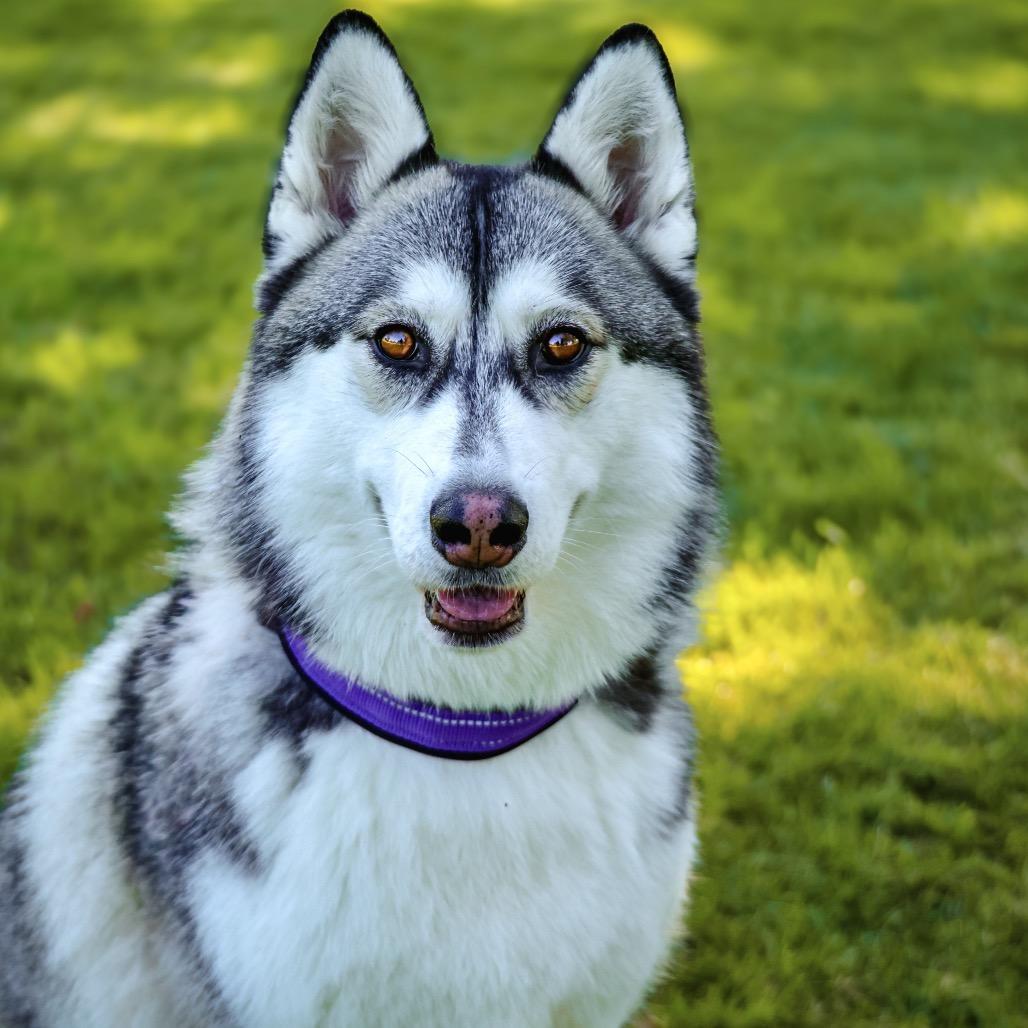 STACIE, a Adoptable Siberian Husky in Upland, CA image 5/6