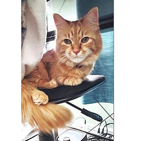 Enlarge Esther, a Adoptable Tabby in Salt Lake City, UT image 2/3