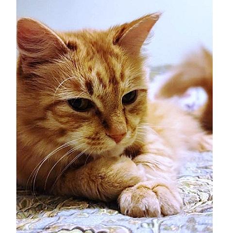 Enlarge Esther, a Adoptable Tabby in Salt Lake City, UT image 3/3