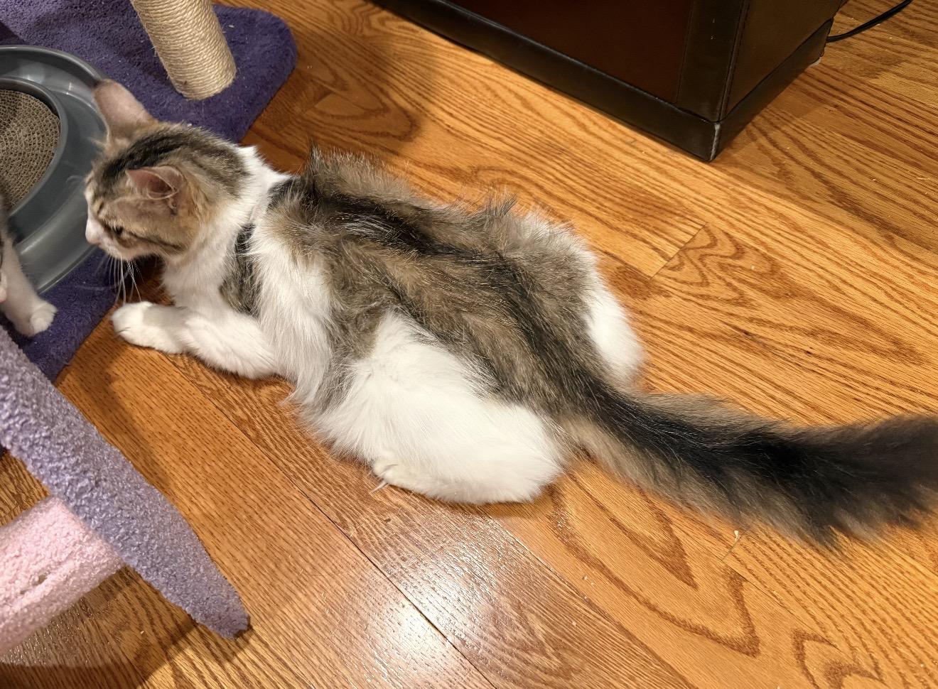 Lorelai, a Adoptable Domestic Long Hair in Brooklyn, NY image 2/6