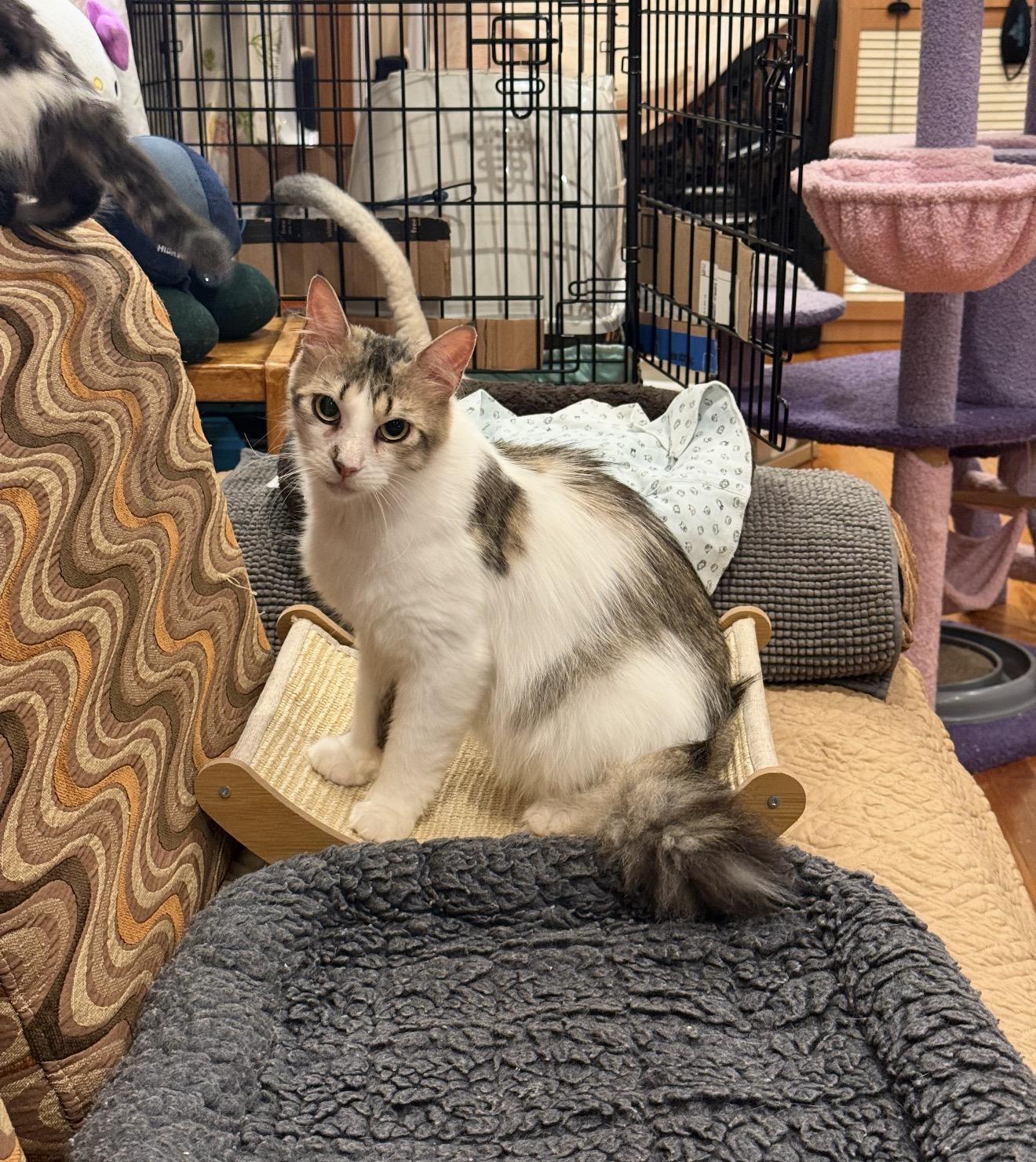 Lorelai, Adoptable, Young Female Domestic Long Hair.