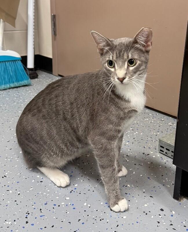 Enlarge Thor, a Adoptable Domestic Short Hair in Yankton, SD image 1/2