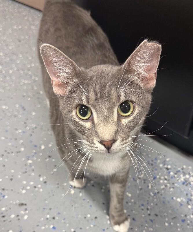 Enlarge Thor, a Adoptable Domestic Short Hair in Yankton, SD image 2/2