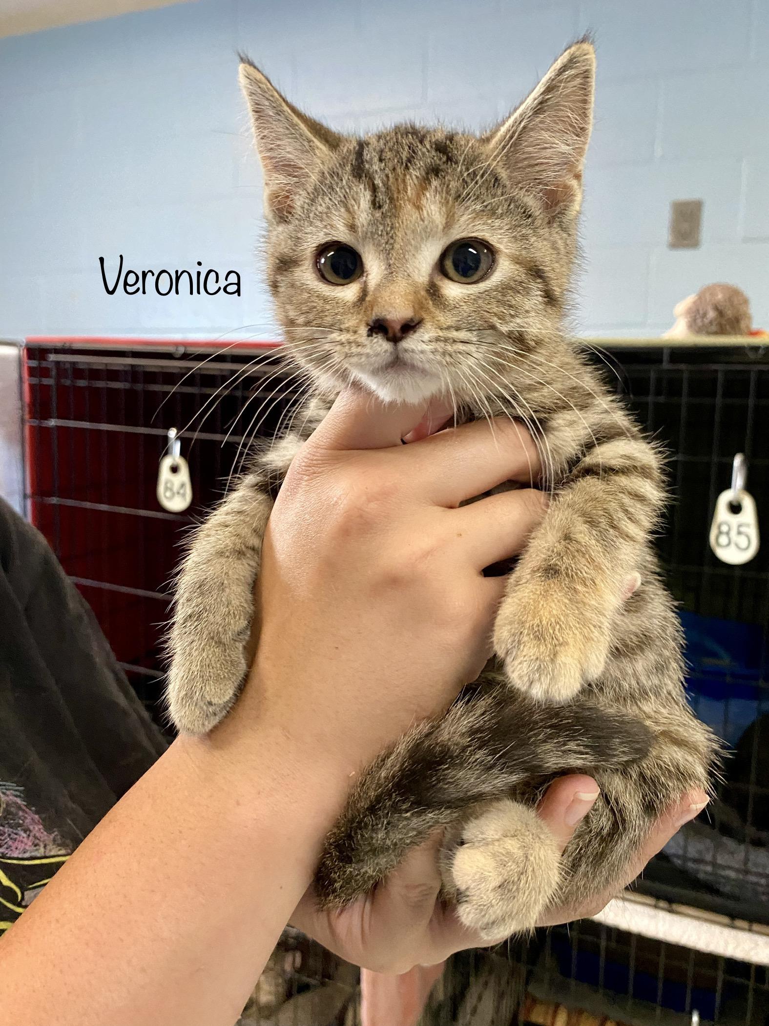 Veronica