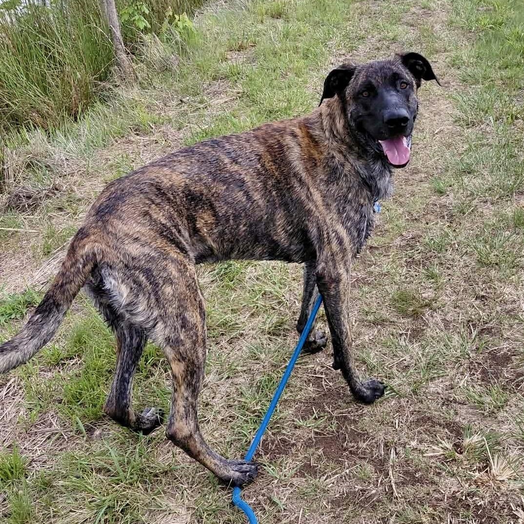 Enlarge Maverick, a ADOPTABLE mixed breed in Frankfort, KY image 3/5