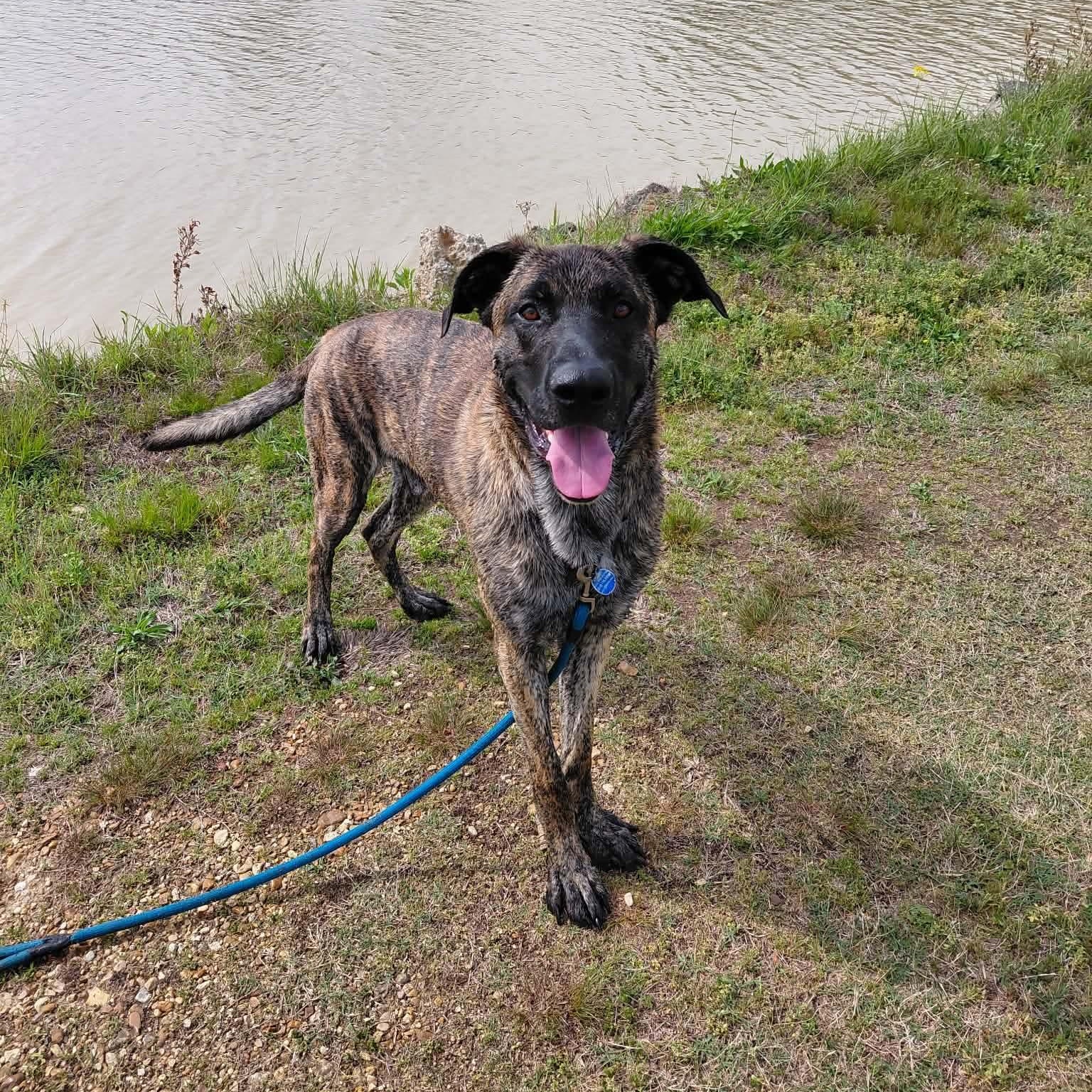 Enlarge Maverick, a ADOPTABLE mixed breed in Frankfort, KY image 1/5