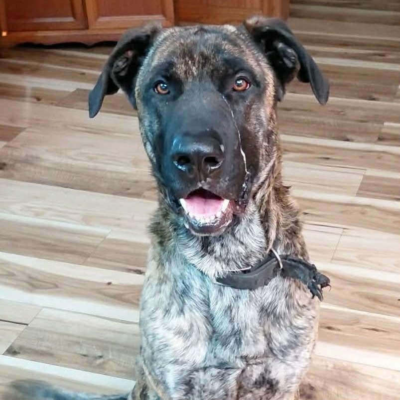 Enlarge Maverick, a ADOPTABLE mixed breed in Frankfort, KY image 4/5