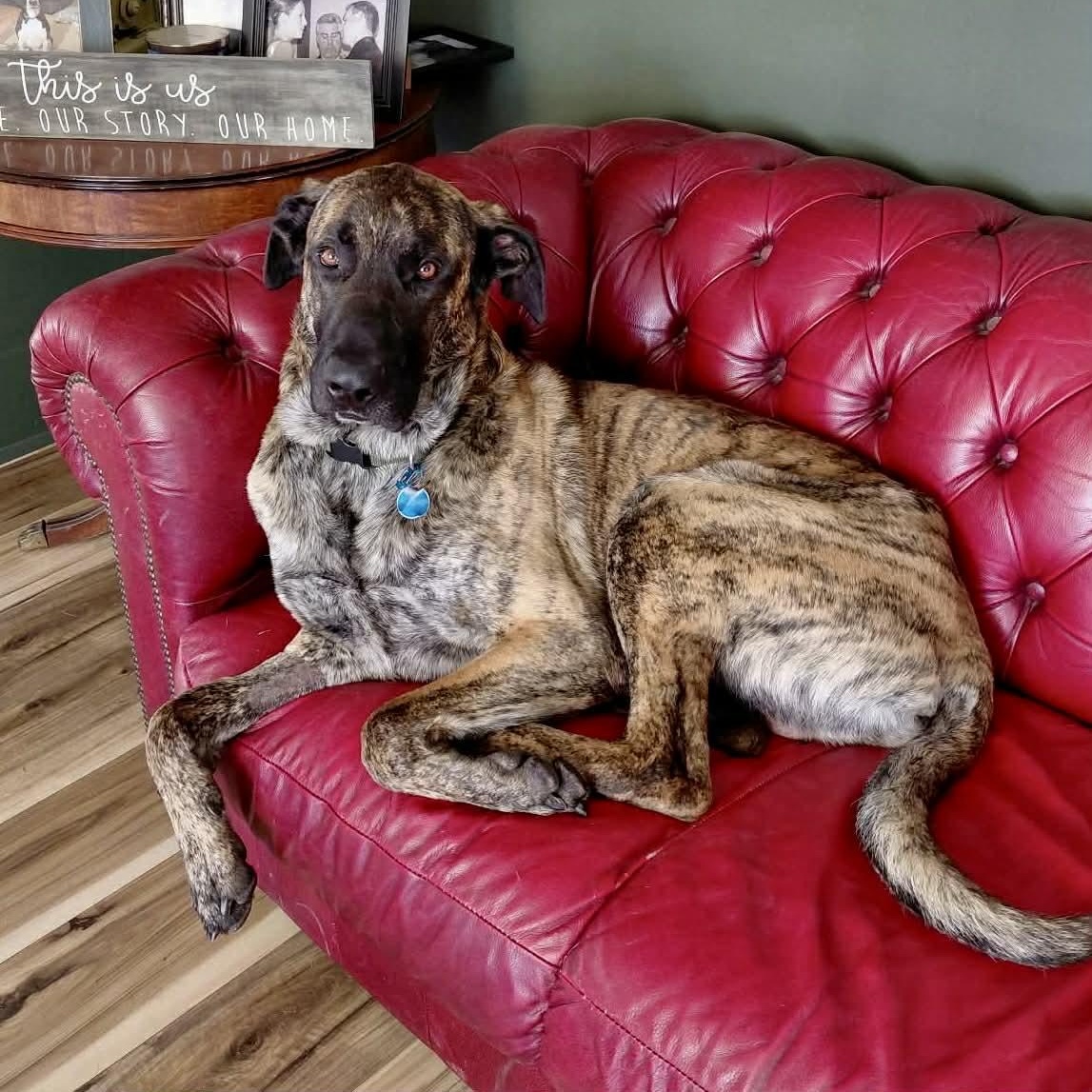 Enlarge Maverick, a ADOPTABLE mixed breed in Frankfort, KY image 5/5