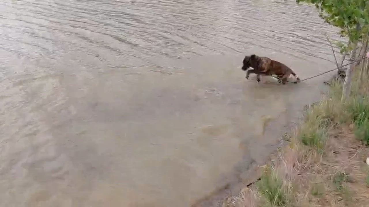 Enlarge Maverick, a ADOPTABLE mixed breed in Frankfort, KY video 2/5