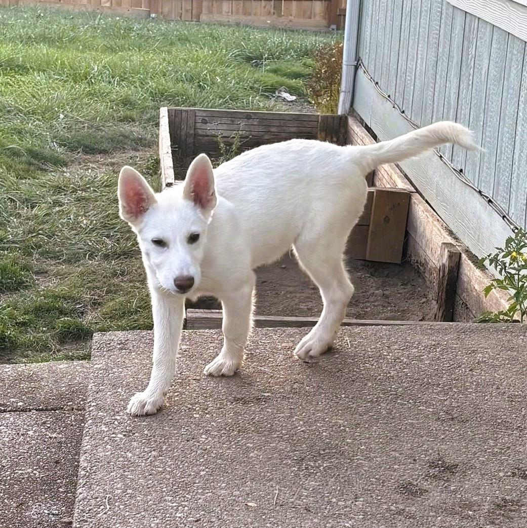 Malachite, Adopted, Young Male Husky.
