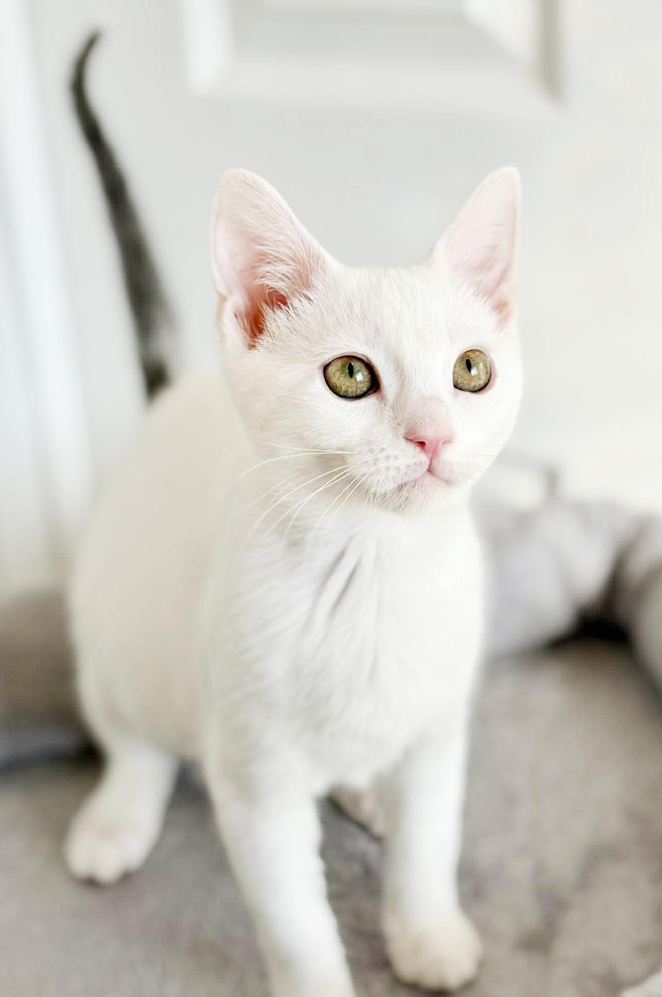 Enlarge Little Girl and Sylvia!  BONDED BFFS - they are living dolls and therapy sweet!, a Adoptable mixed breed in Bedford Hills, NY image 3/6