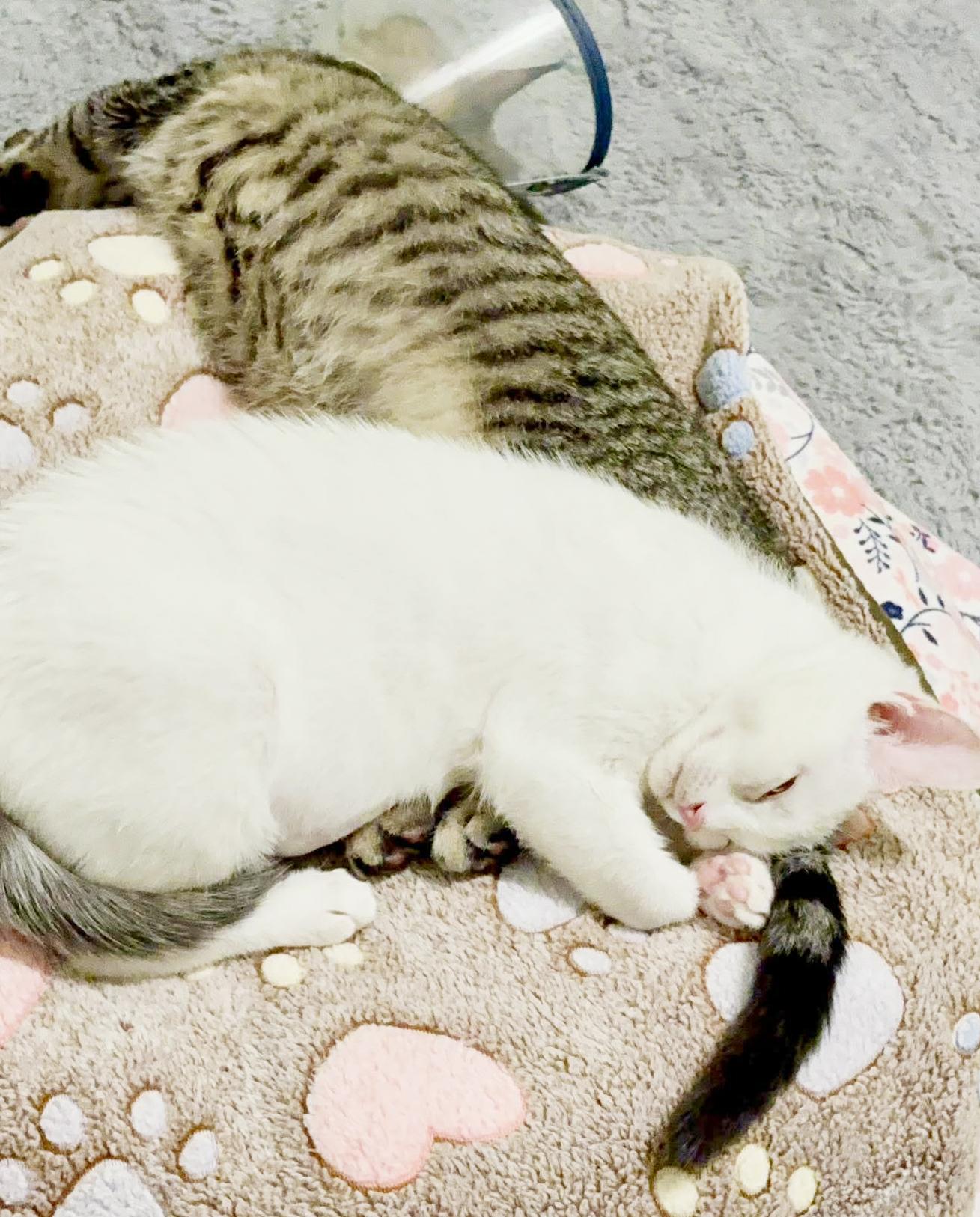 Enlarge Little Girl and Sylvia!  BONDED BFFS - they are living dolls and therapy sweet!, a Adoptable mixed breed in Bedford Hills, NY image 4/6