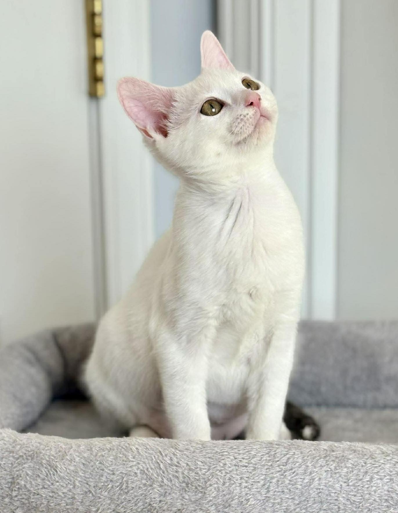 Enlarge Little Girl and Sylvia!  BONDED BFFS - they are living dolls and therapy sweet!, a Adoptable mixed breed in Bedford Hills, NY image 5/6