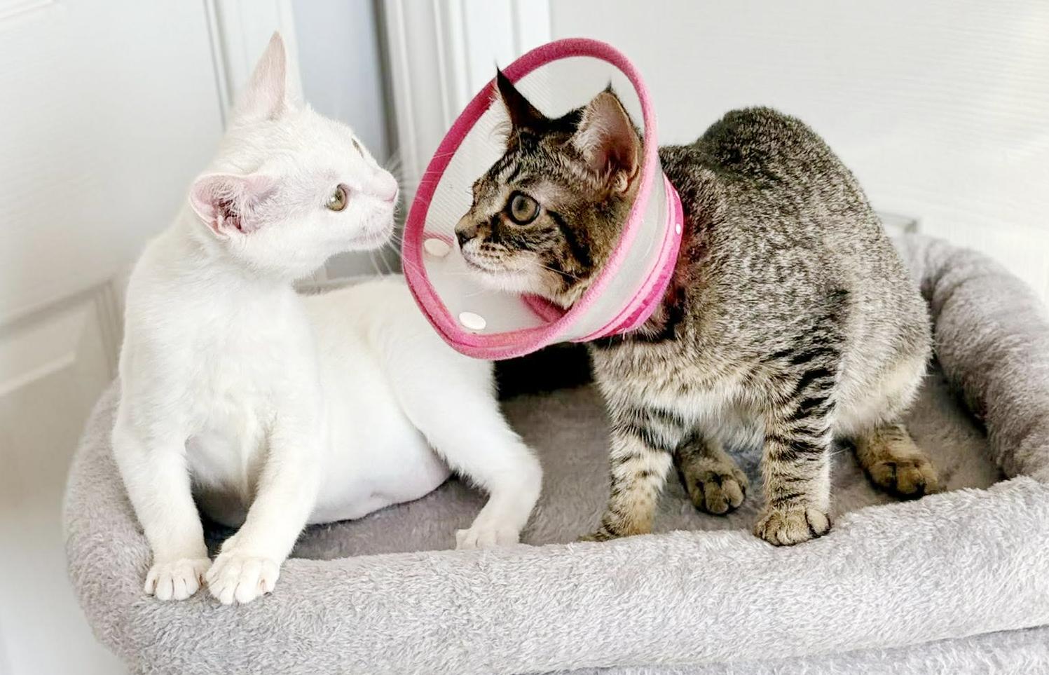 Enlarge Little Girl and Sylvia!  BONDED BFFS - they are living dolls and therapy sweet!, a Adoptable mixed breed in Bedford Hills, NY image 2/6