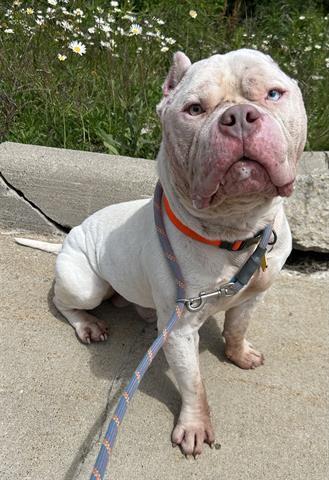 Enlarge GRUB, a Adoptable mixed breed in Dayton, OH image 1/1