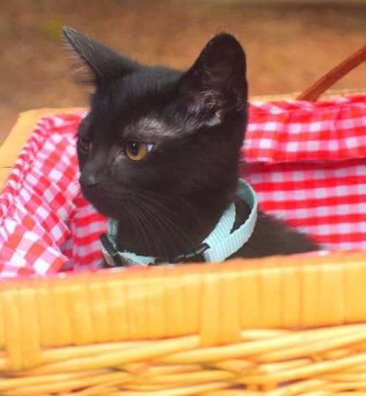 Enlarge SNOWBALL, a Adopted Domestic Short Hair in Capshaw, AL image 1/1