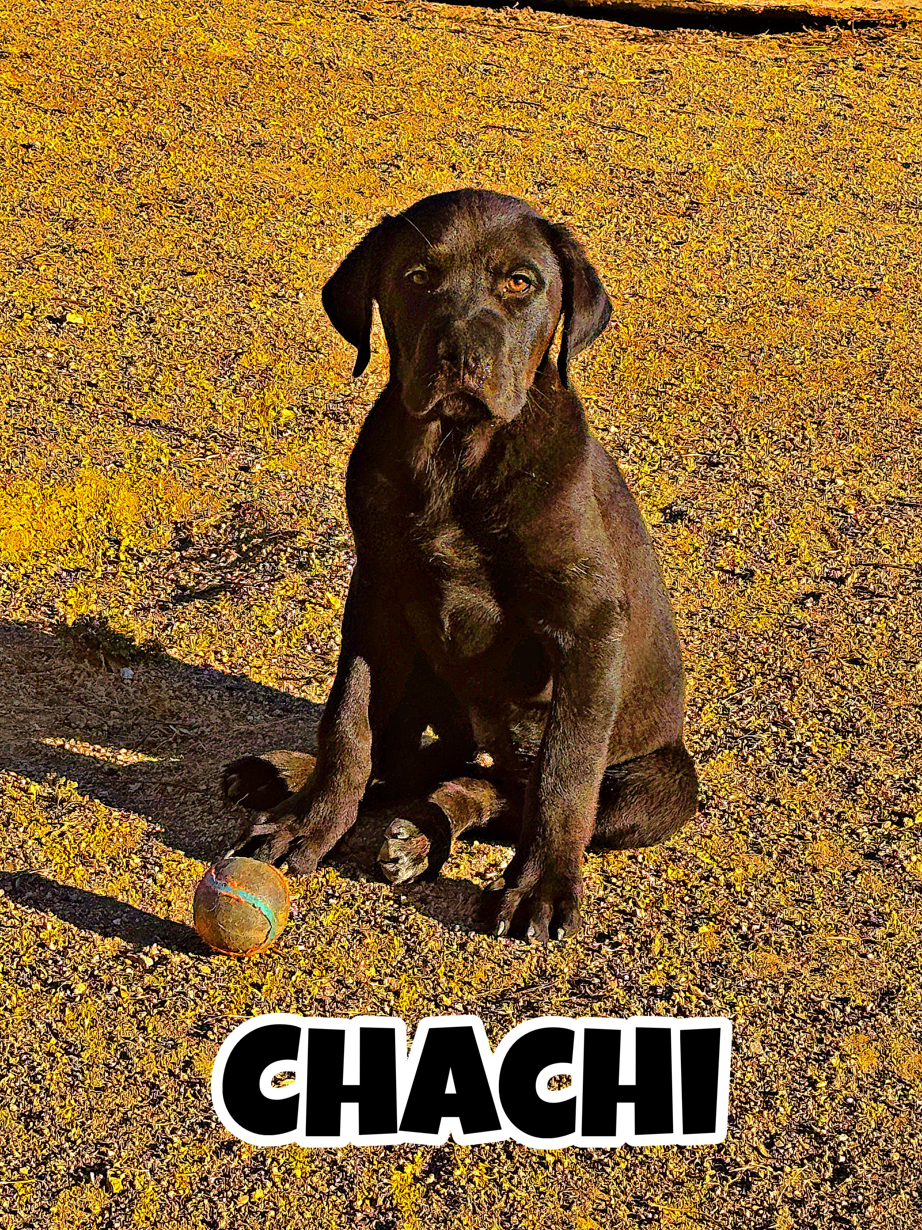 CHACHI, an adopted mixed breed in Perris, CA image 1/3