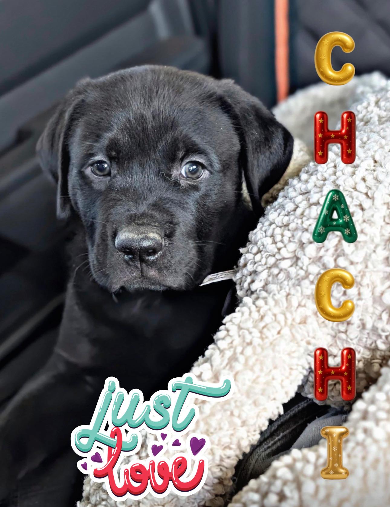 CHACHI, an adopted mixed breed in Perris, CA image 3/3