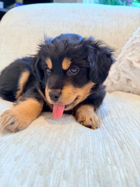 Enlarge Brewer , a ADOPTABLE mixed breed in Kirkland , WA image 5/6