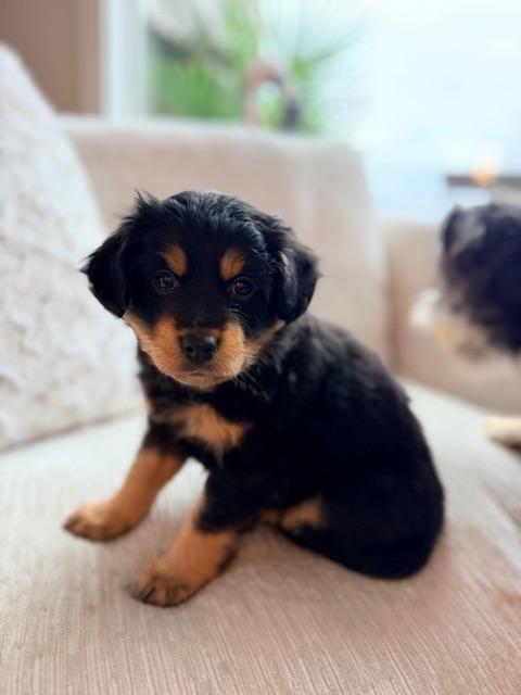 Enlarge Brewer , a ADOPTABLE mixed breed in Kirkland , WA image 6/6