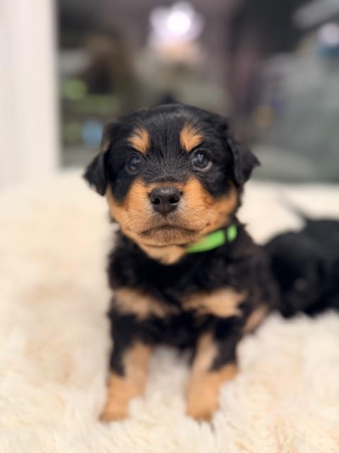 Enlarge Brewer , a ADOPTABLE mixed breed in Kirkland , WA image 2/6