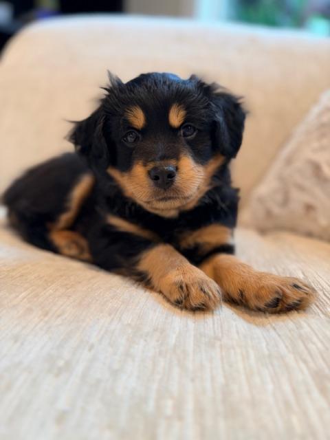 Brewer , ADOPTABLE, Puppy Male Cattle Dog & Poodle.