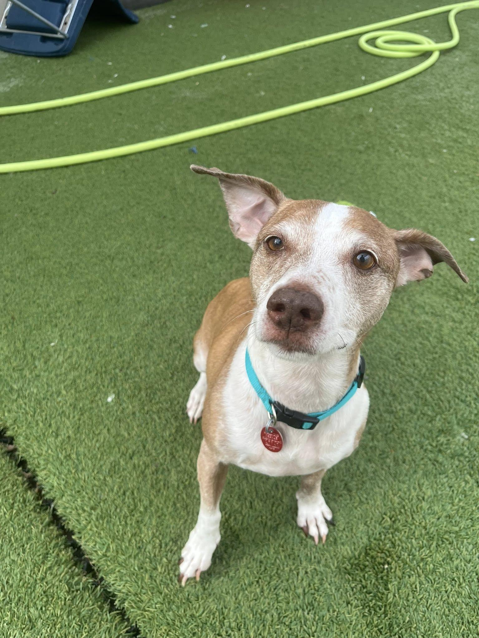 Enlarge Arc, a Adopted Jack Russell Terrier in Phoenix, AZ image 1/3