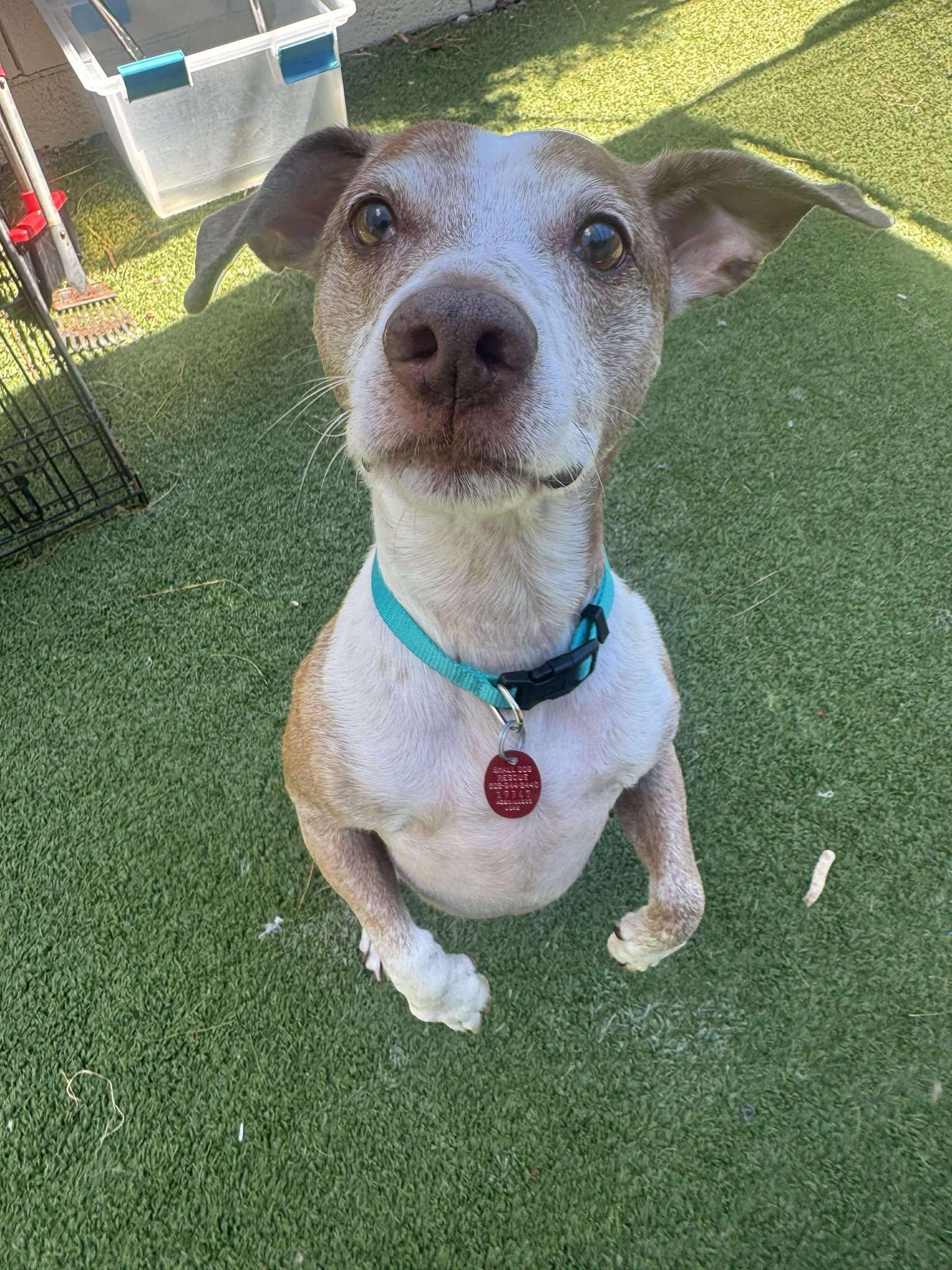 Enlarge Arc, a Adopted Jack Russell Terrier in Phoenix, AZ image 3/3