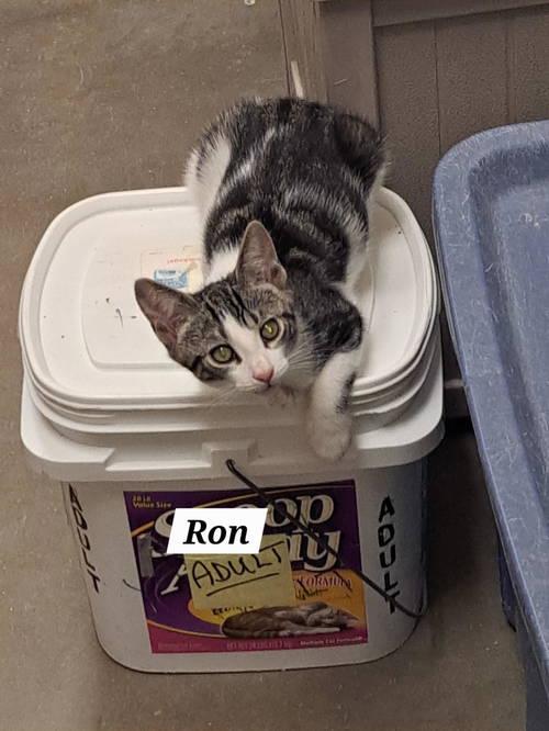 Ron (FCID# 10/23/2025 - 6 Brandywine PS) DC