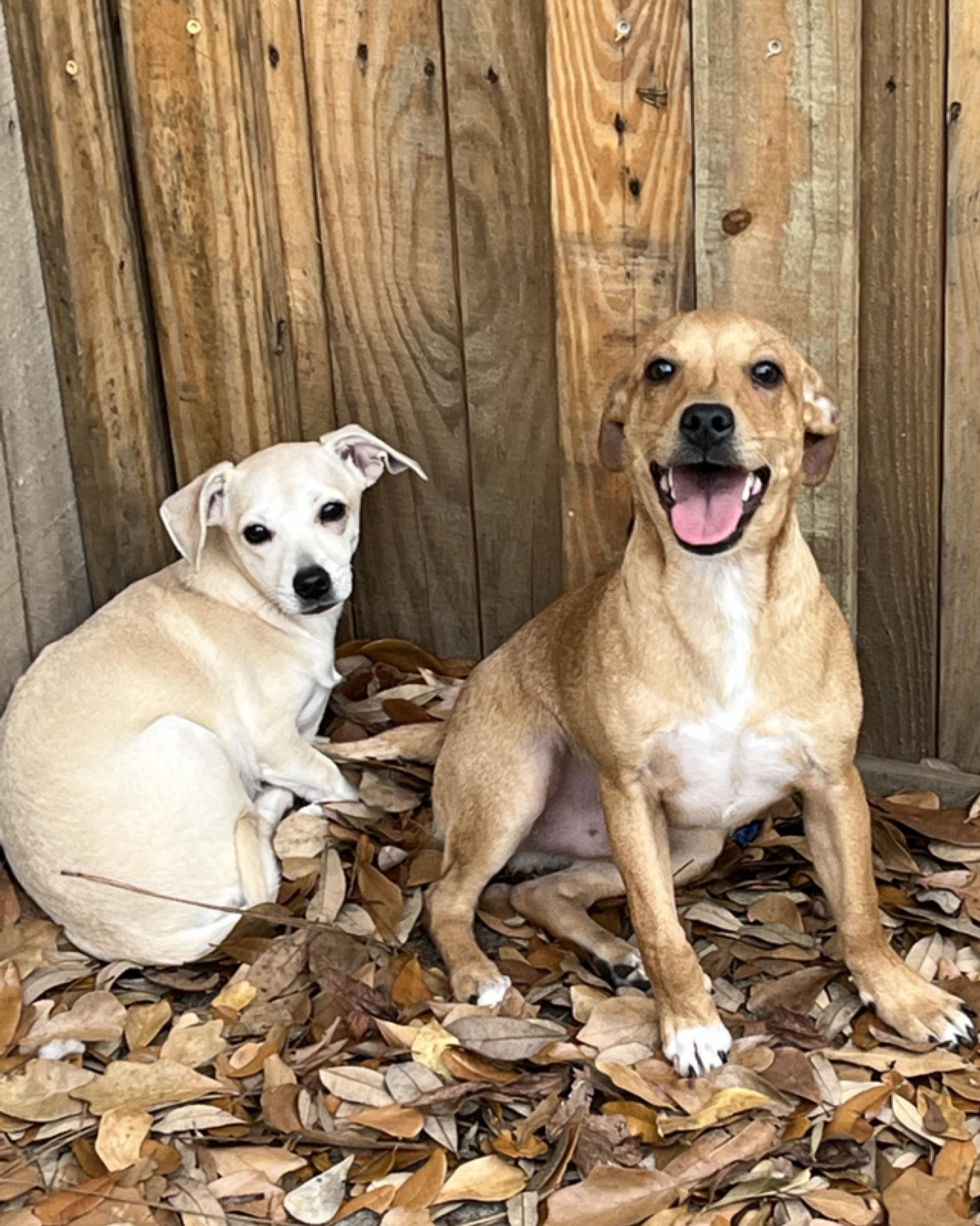 Enlarge Chester, a ADOPTABLE Chiweenie in Pensacola, FL image 4/6
