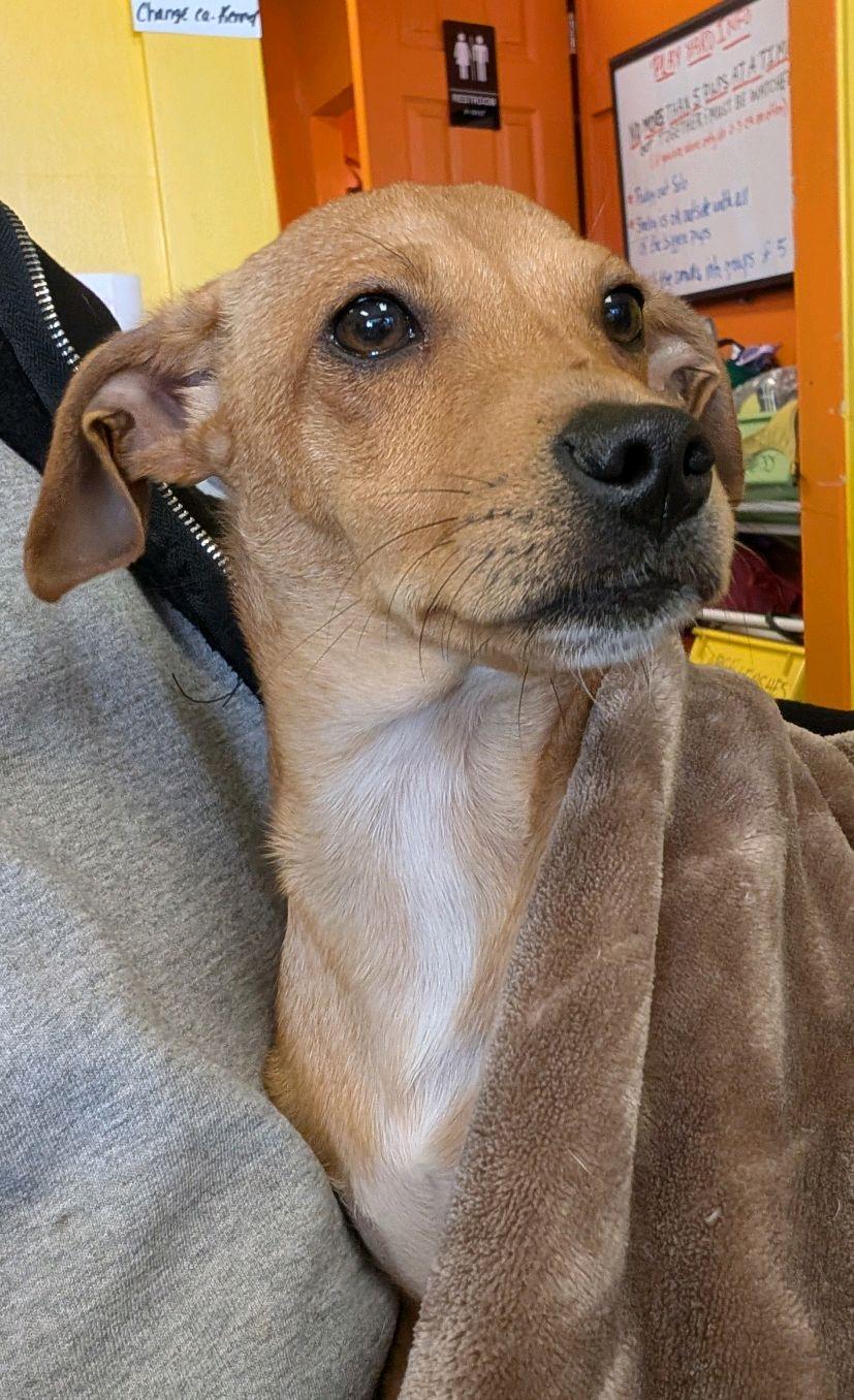 Enlarge Chester, a ADOPTABLE Chiweenie in Pensacola, FL image 6/6