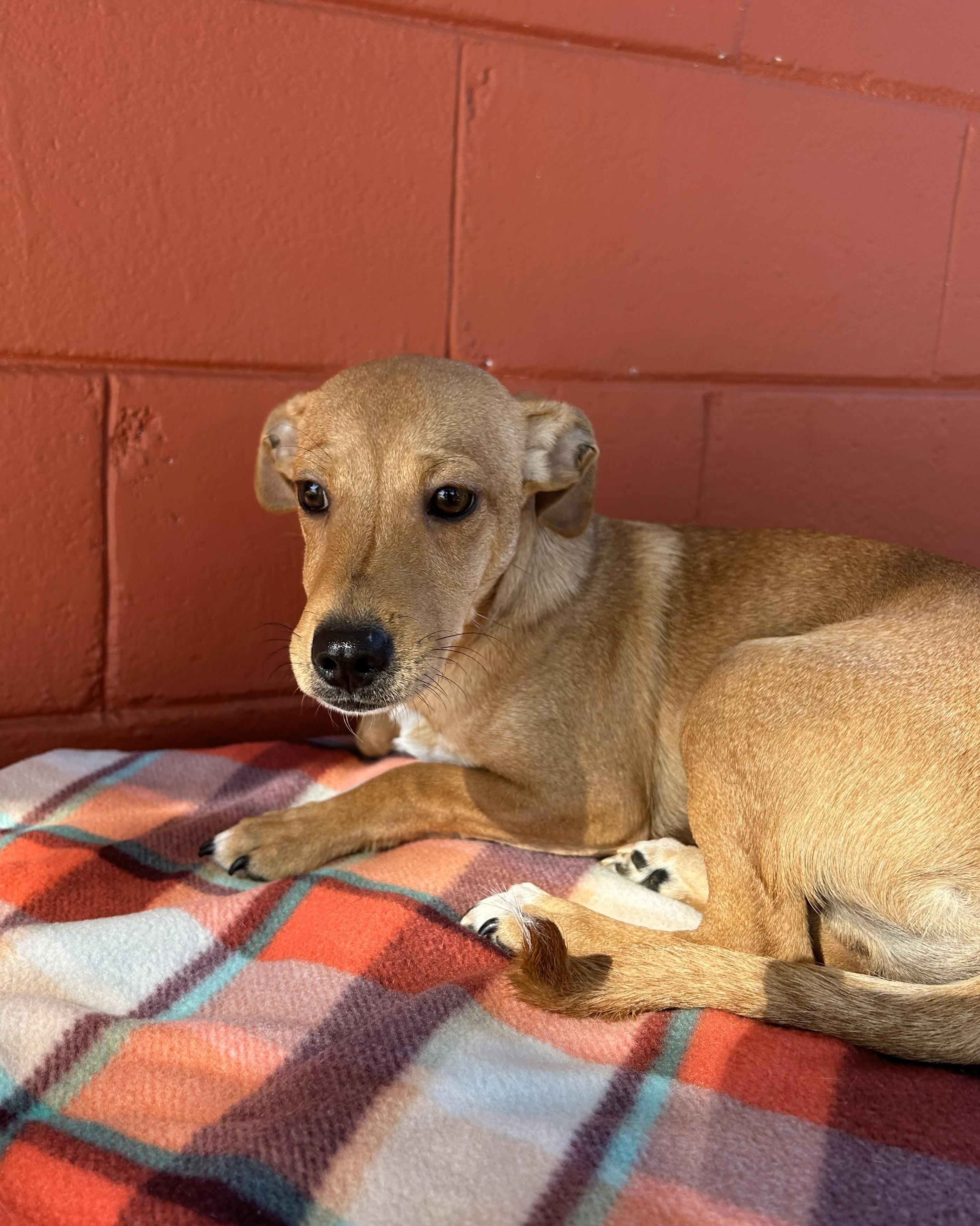 Enlarge Chester, a ADOPTABLE Chiweenie in Pensacola, FL image 6/6