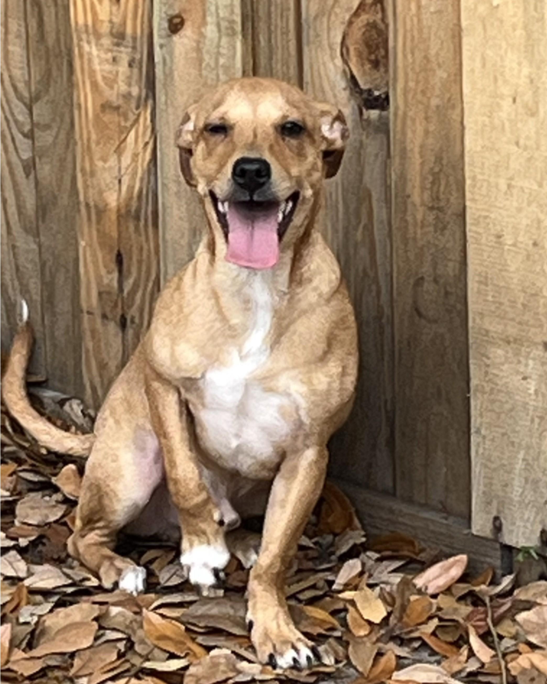 Enlarge Chester, a ADOPTABLE Chiweenie in Pensacola, FL image 1/6