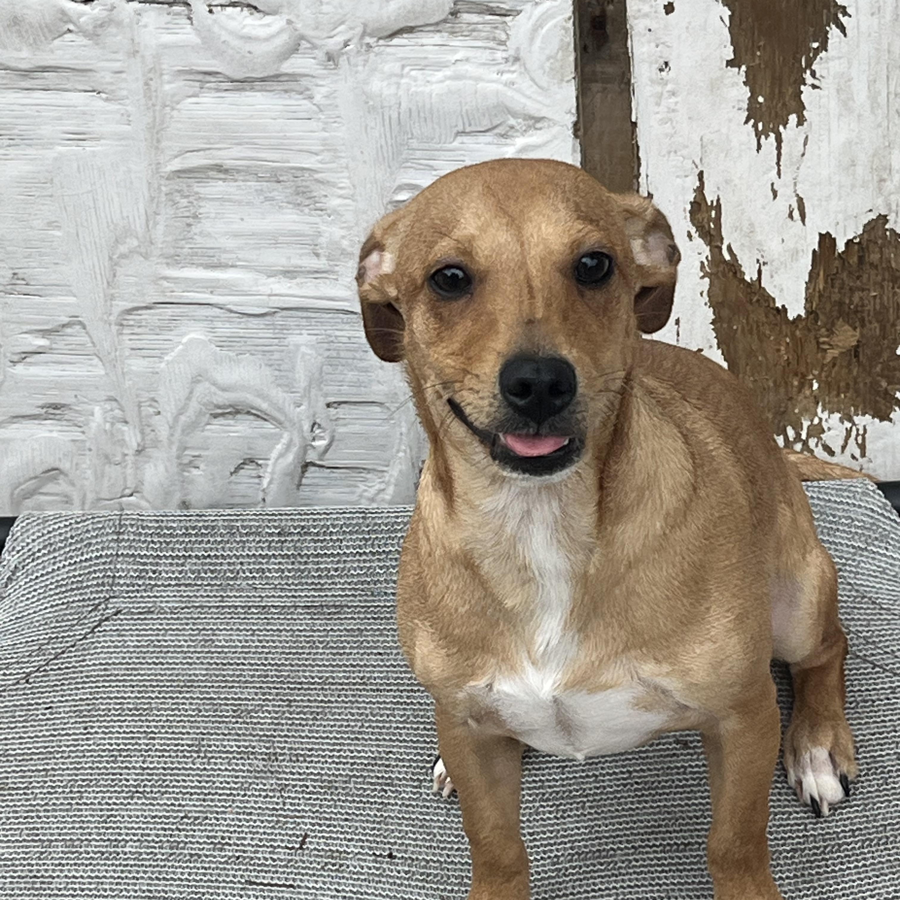 Enlarge Chester, a ADOPTABLE Chiweenie in Pensacola, FL image 3/6