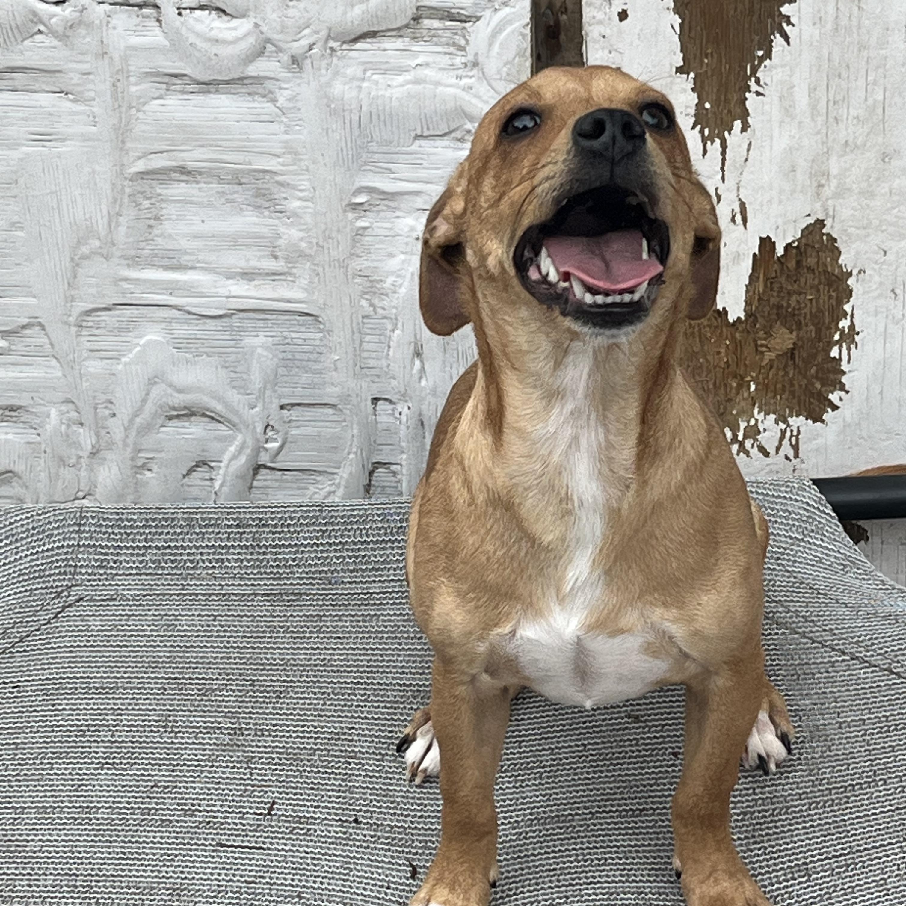 Enlarge Chester, a ADOPTABLE Chiweenie in Pensacola, FL image 2/6