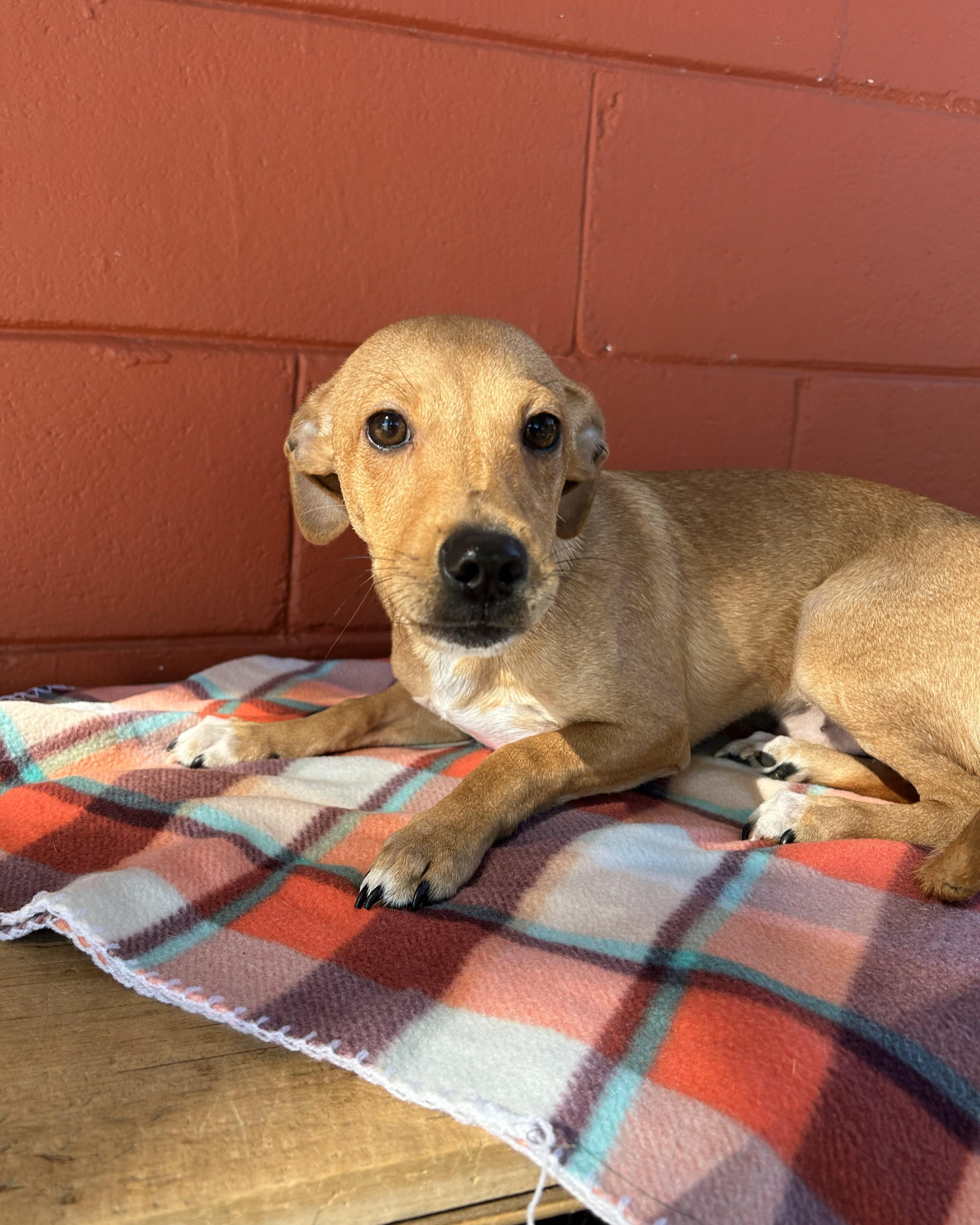 Enlarge Chester, a ADOPTABLE Chiweenie in Pensacola, FL image 5/6