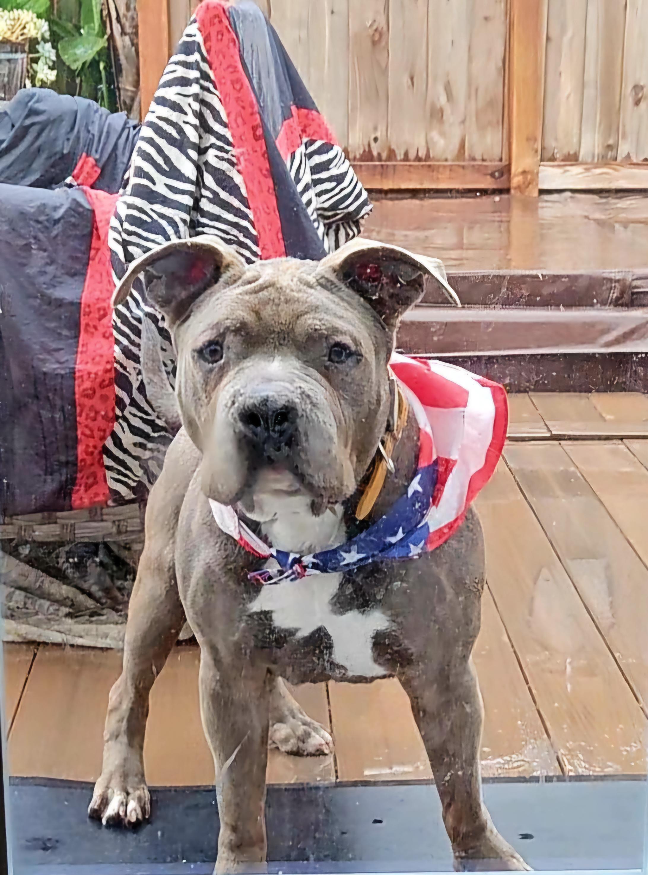 TinyTomBoy, a Adoptable mixed breed in Palos Verdes Estates, CA image 1/3