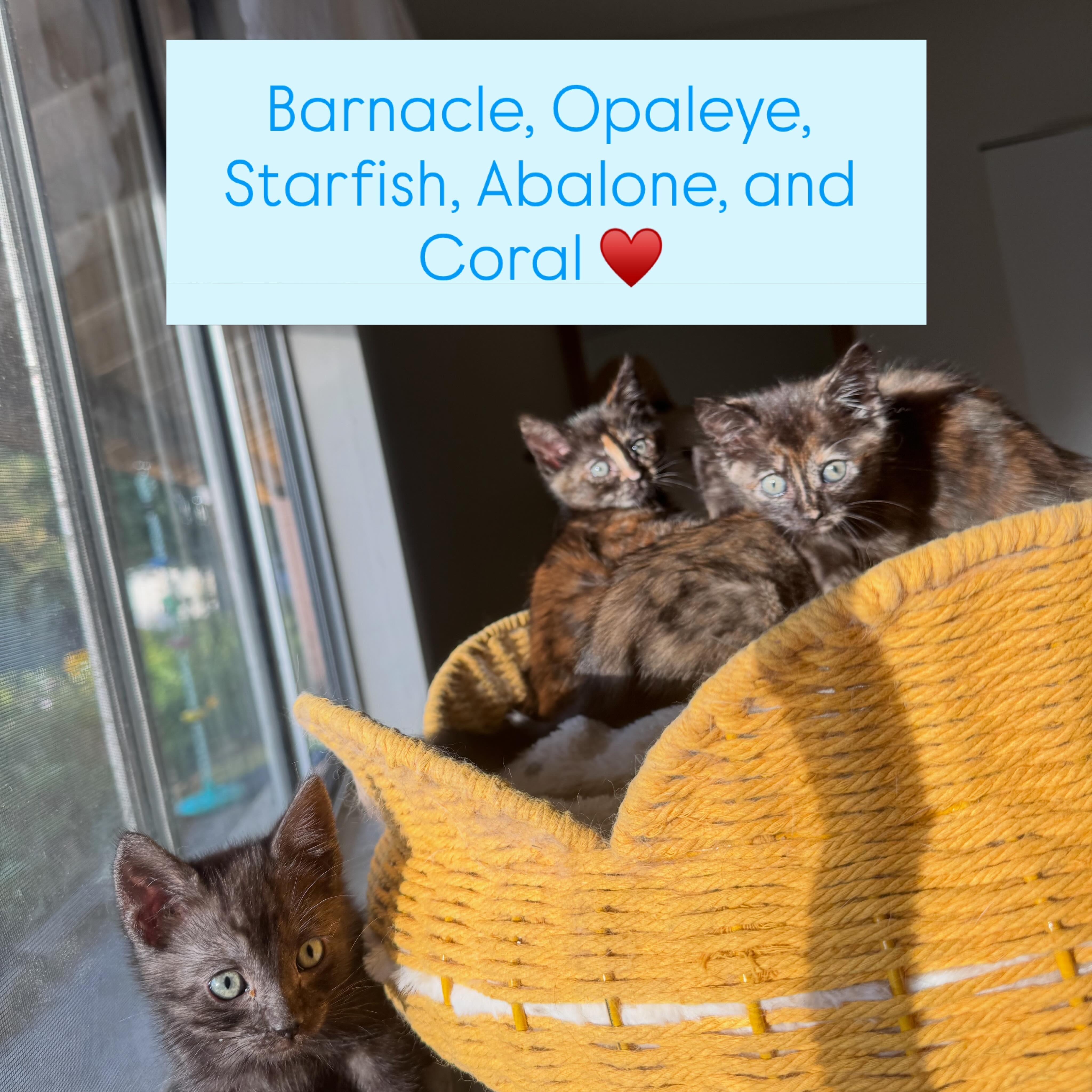 Tide pool Litter, ADOPTABLE, Kitten Female Tortoiseshell.
