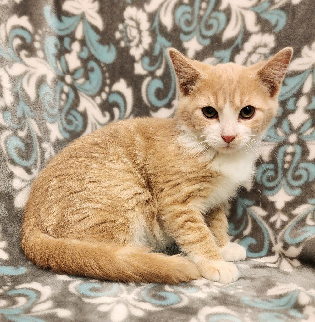 Enlarge Gravy, a Adoptable mixed breed in Superior, WI image 1/1