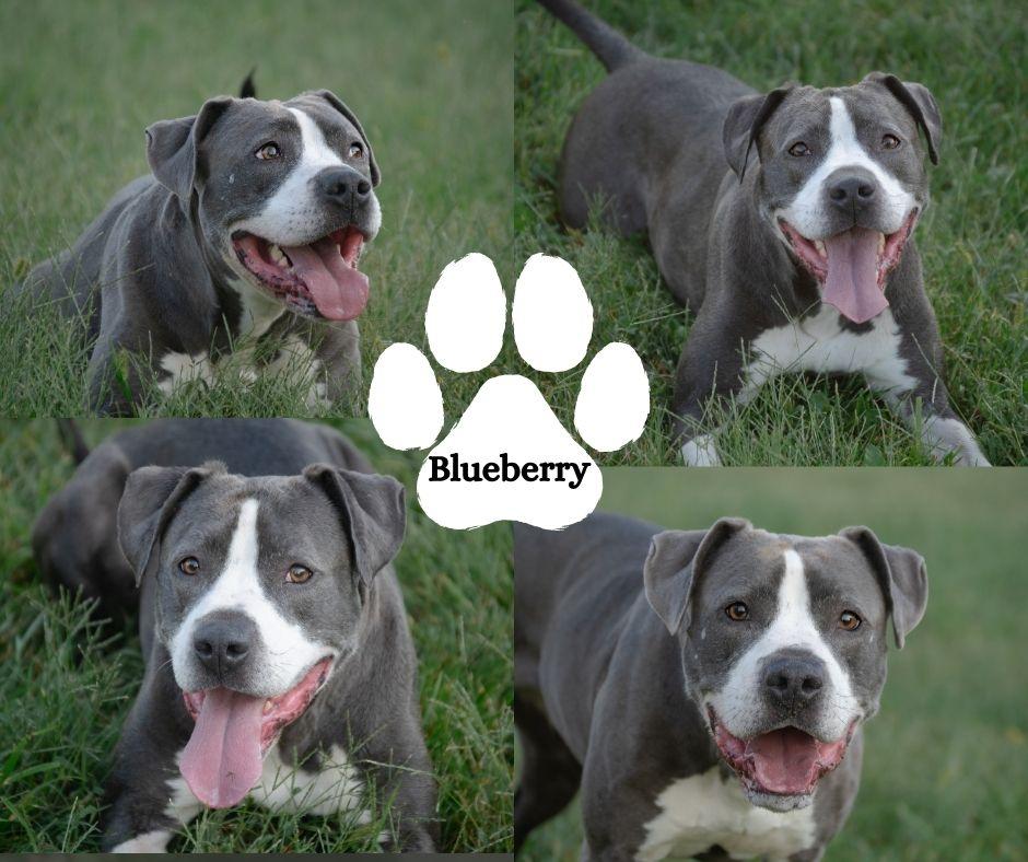 Enlarge Blueberry, a Adopted mixed breed in Winchester, KY image 1/1