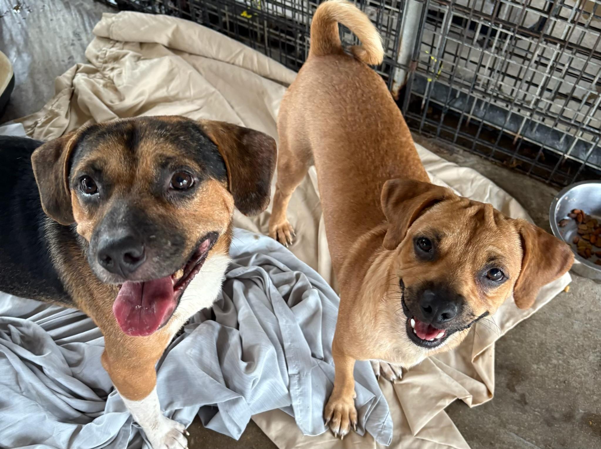 Enlarge Pugsy, a Adoptable mixed breed in Southaven , MS image 4/4